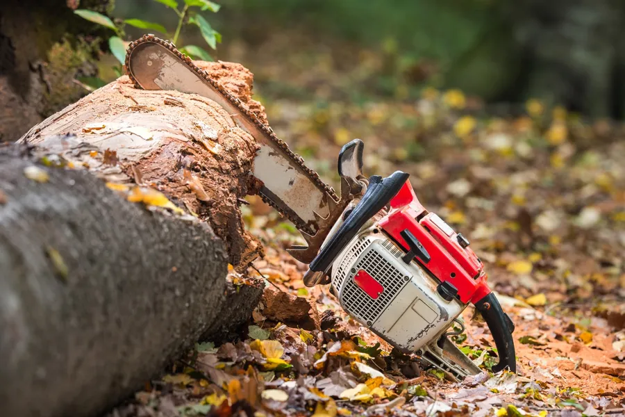 Tree Removal Service