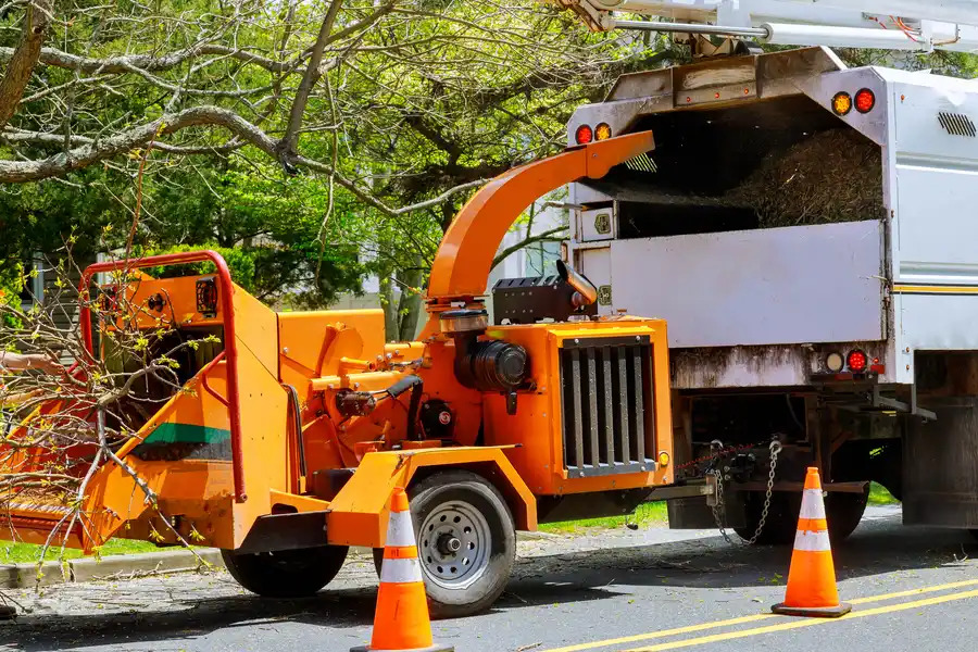 Common Reasons Homeowners Need Tree Removal Services in Culpeper, VA, 22701