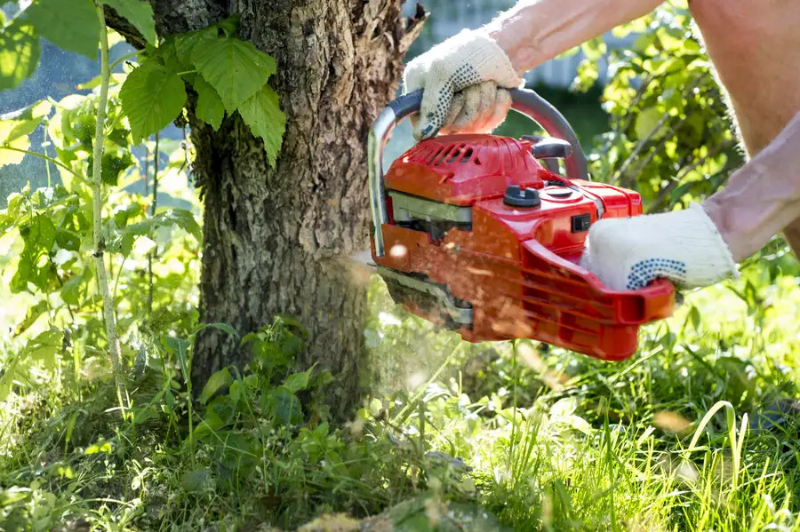 Common Reasons Homeowners Need Tree Removal Services in Culpeper, VA, 22701