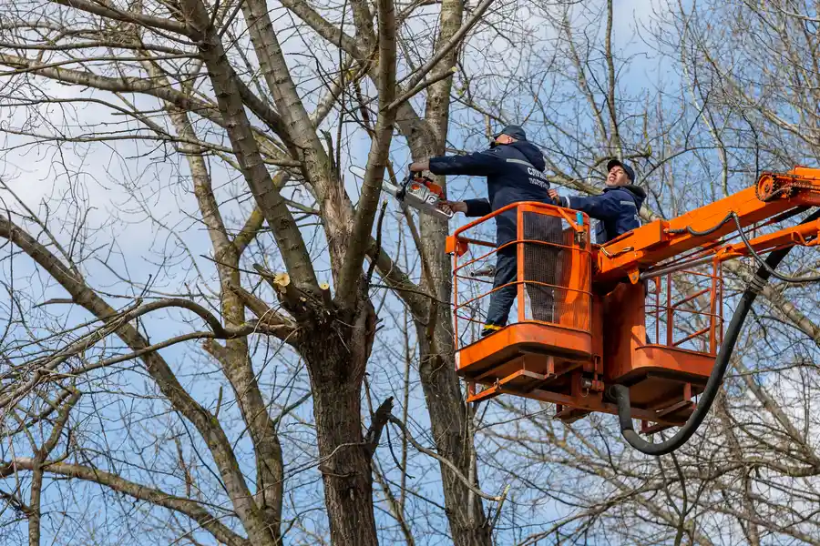 Experienced Tree Removal Service Culpeper, VA