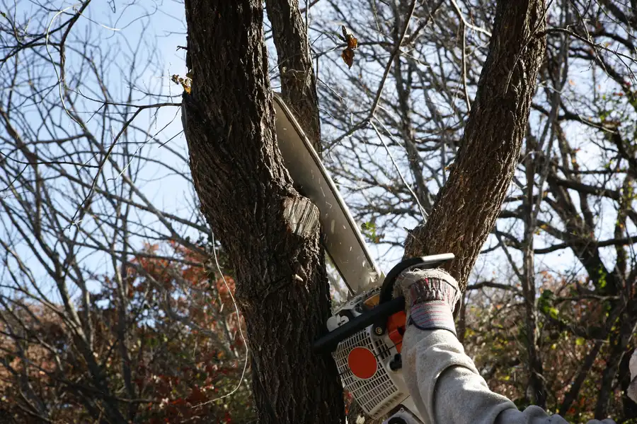 How Tree Removal Enhances Landscape Safety And Health Culpeper, VA