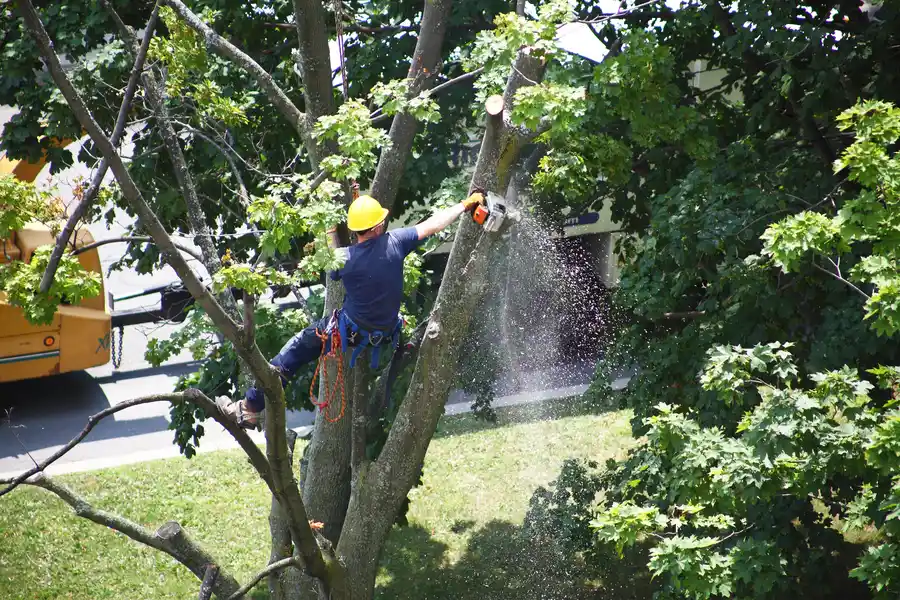 How Tree Removal Enhances Landscape Safety And Health in Culpeper, VA