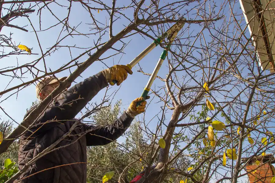How Tree Trimming Reduces The Risk Of Falling Branches Culpeper, VA