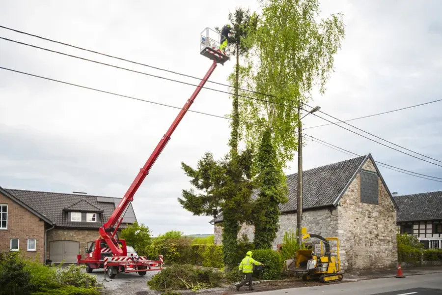 How Tree Trimming Reduces The Risk Of Falling Branches in Culpeper, VA
