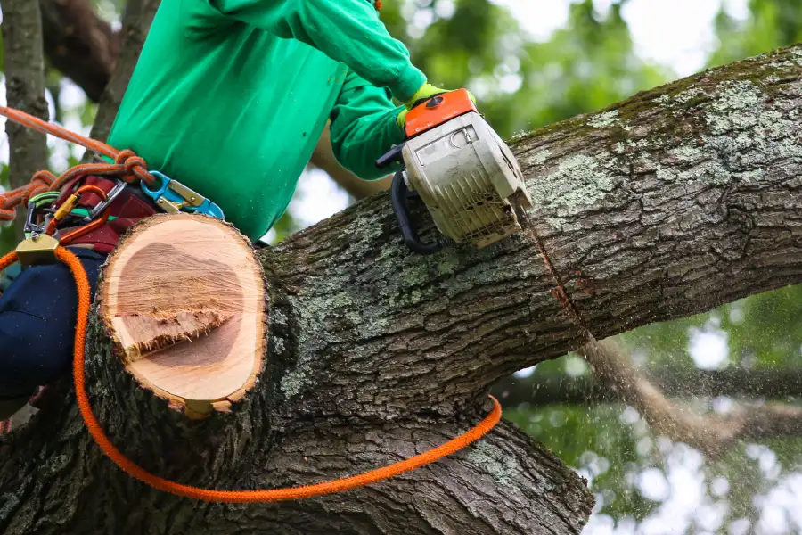 Premium Tree Trimming Service Culpeper, VA