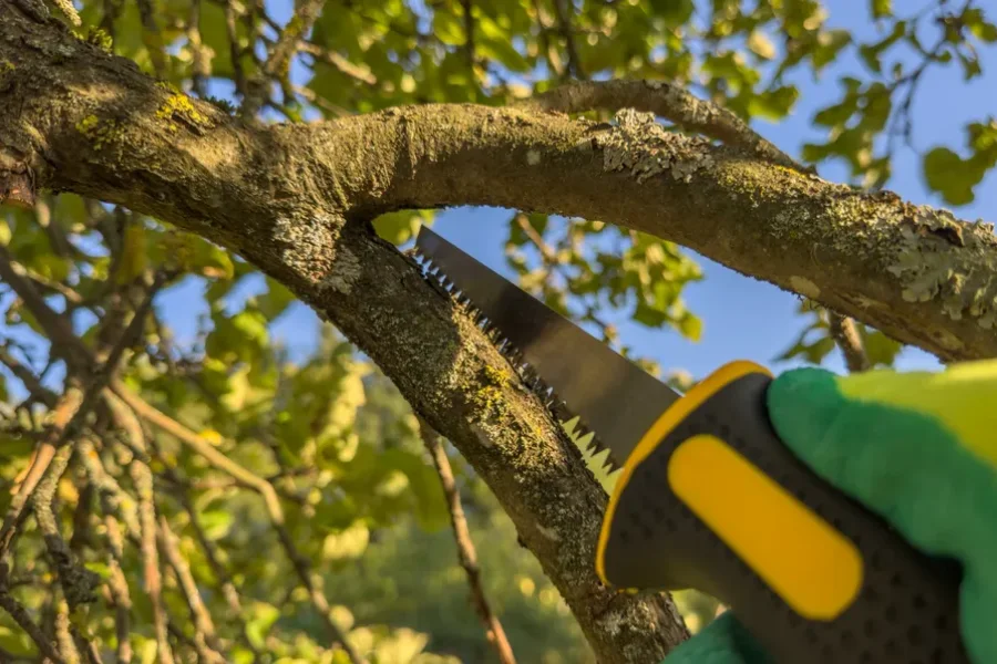Professional Tree Trimming Service Culpeper, VA