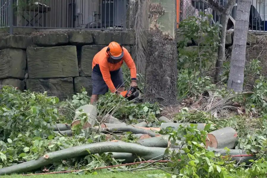 Reliable Tree Removal Service Culpeper, VA