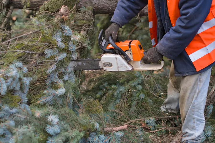 Reputable Tree Removal Service Culpeper, VA