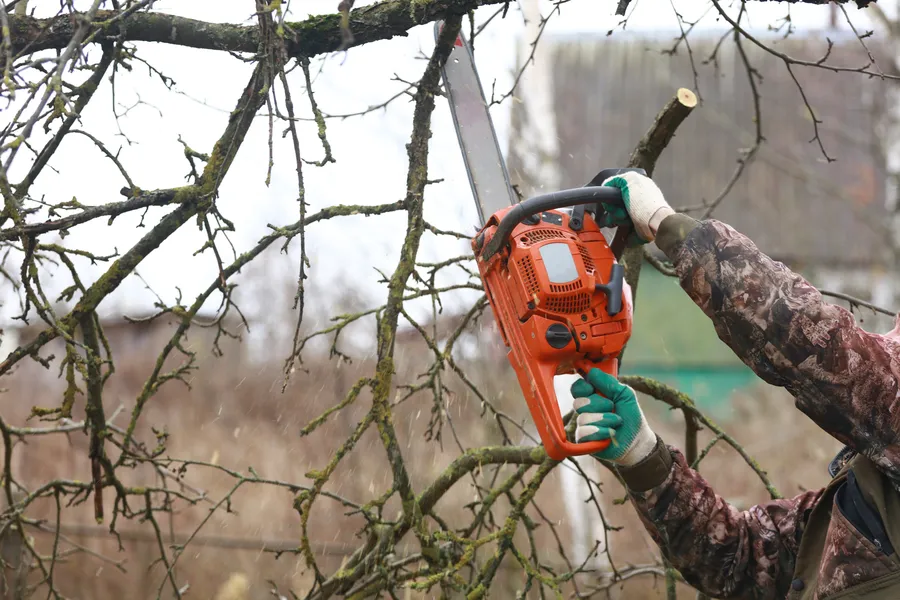 Superior Tree Trimming Service Culpeper, VA