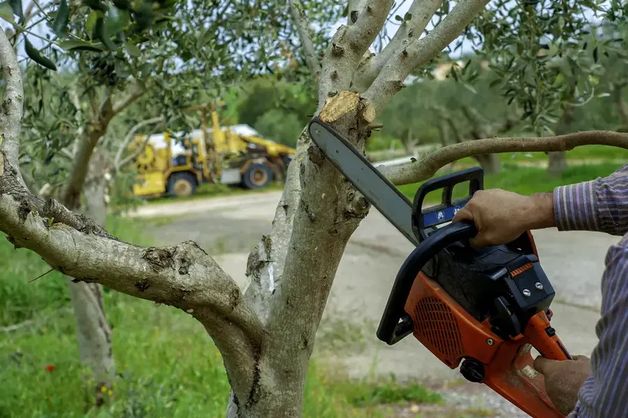 The Benefits Of Regular Tree Trimming For Tree Health Culpeper, VA
