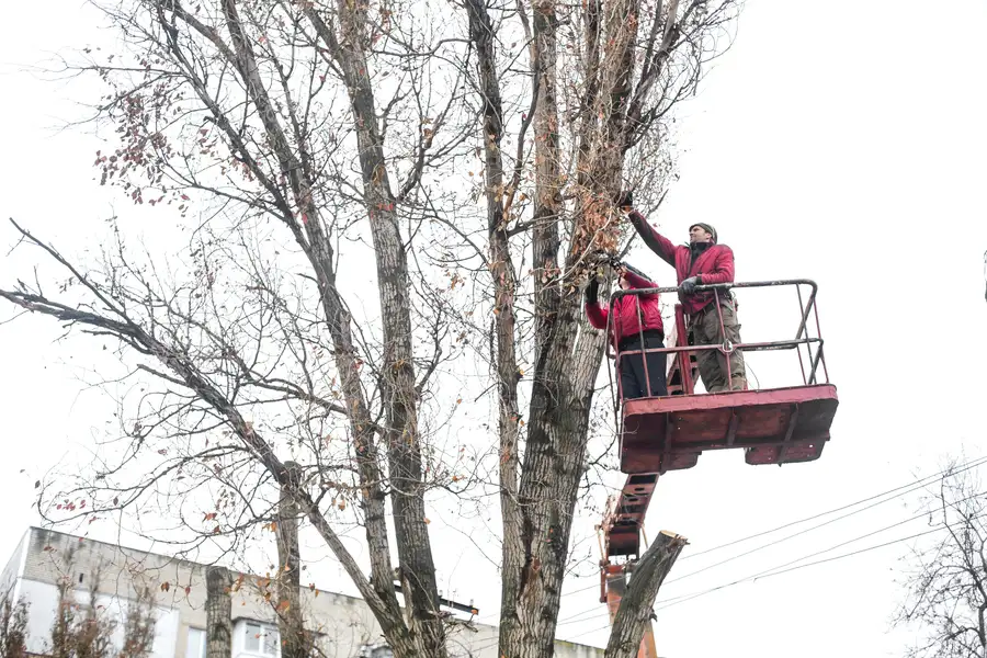 The Benefits Of Regular Tree Trimming For Tree Health in Culpeper, VA