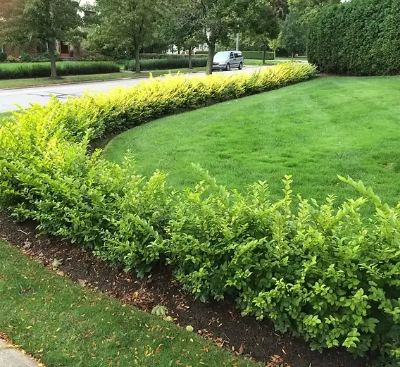Residential Landscaping Culpeper, VA 22701