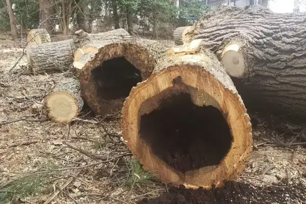 Tree Removal Service Culpeper, VA 22701