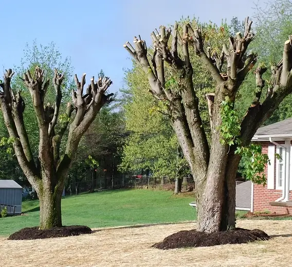 Tree Trimming Culpeper, VA 22701